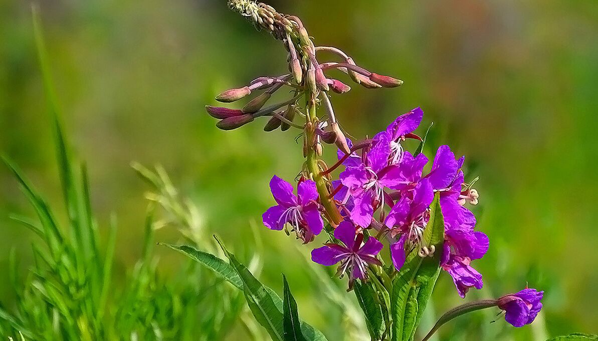 Fireweed en RevitaProst